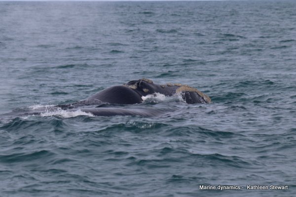 Southern Right Whales, South Africa